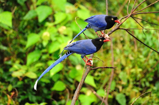 زاغ آبی رنگ زیبا؛ پرنده ملی تایوان +عکس