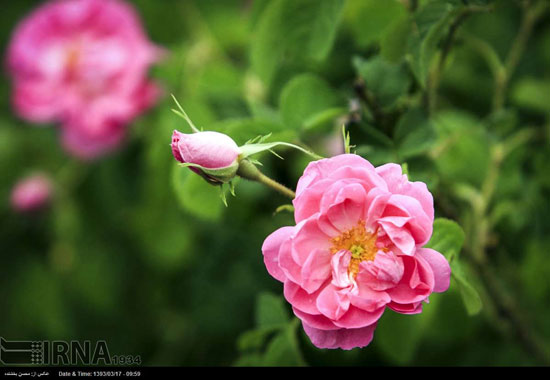 برداشت گل محمدی