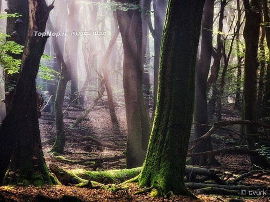 عکاسی از روح جنگل +عکس