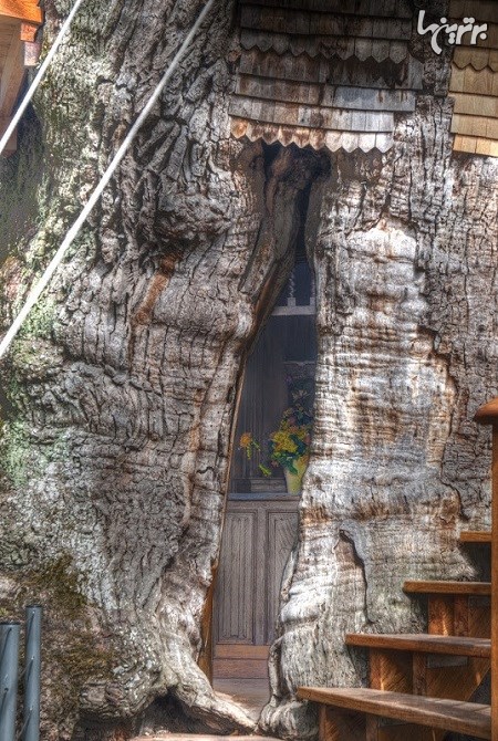 کلیسای کوچک در درخت بلوط قدیمی