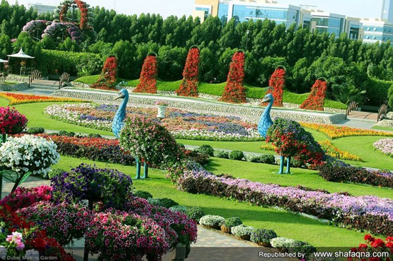 بزرگترین باغ گل جهان در دوبی +عکس