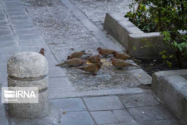 تصاویری از مهربانی با پرندگان در تهران