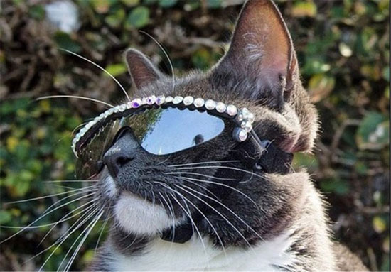 گربه‌‌ای که همیشه عینک دودی می‌زند!