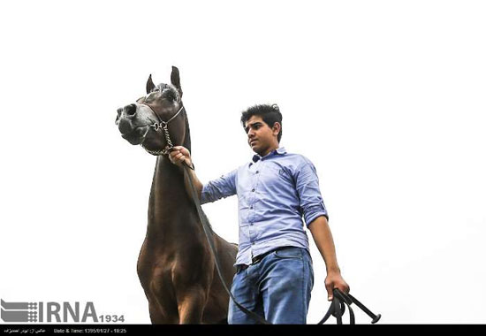 جشنواره زیبایی اسب اصیل عرب