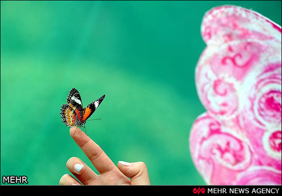 جشنواره پروانه ها در چین +عکس