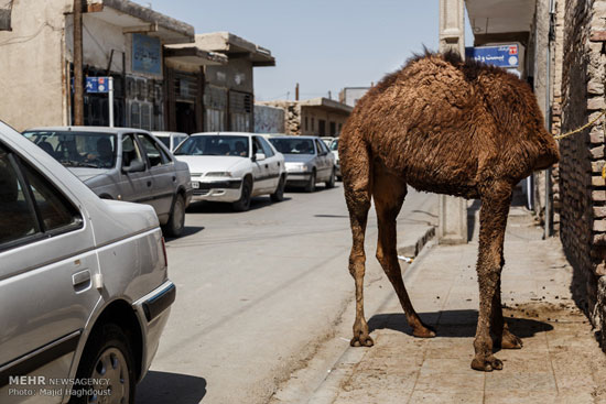 درمانده در بهداشت +عکس