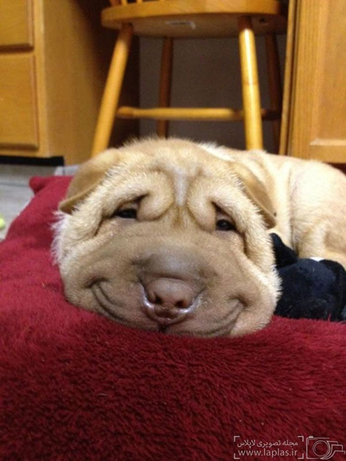 عکس: لبخند سگی!
