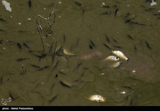 تلف شدن هزاران ماهی در مناطق سیل‌زده خوزستان