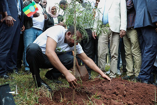 مردم اتیوپی در عرض ۱۲ ساعت ۳۵۰میلیون درخت کاشتند!