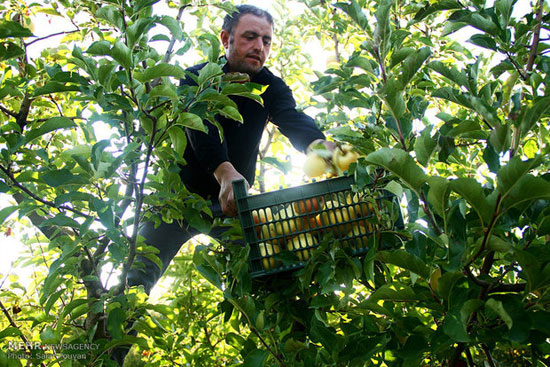 عکس: خسارت تگرگ به باغ‌های سیب میانه