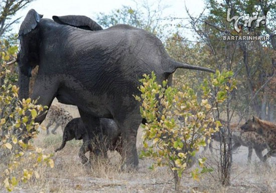 تصاویری از دفاع جانانه فیل مادر از بچه اش
