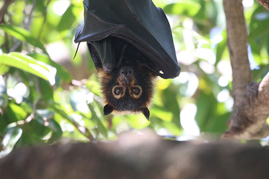 خفاش‌ها آن‌قدر که به نظر می‌رسد ترسناک نیستند