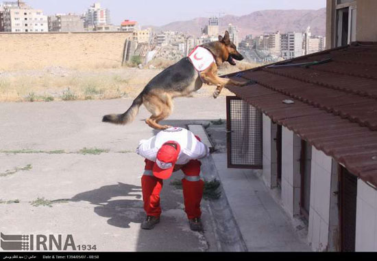 عکس: آموزش سگ های زنده یاب در تبریز