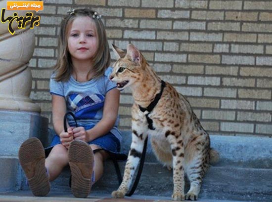 قدبلندترین گربه جهان + عکس