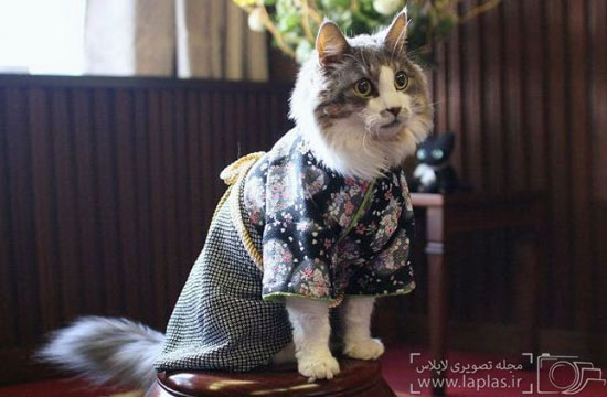گربه های کیمونوپوش! +عکس