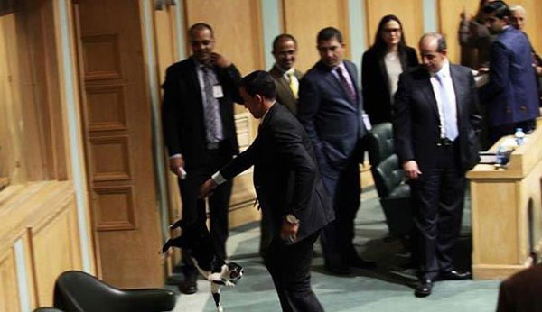 گربه در پارلمان اردن جنجال به پا کرد +عکس