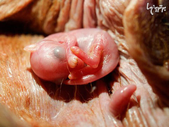 تصاویر شگفت انگیز حیوانات قبل از تولد