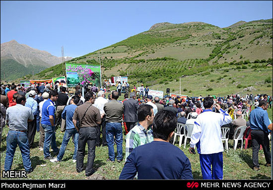 عکس: جشنواره گل گاوزبان