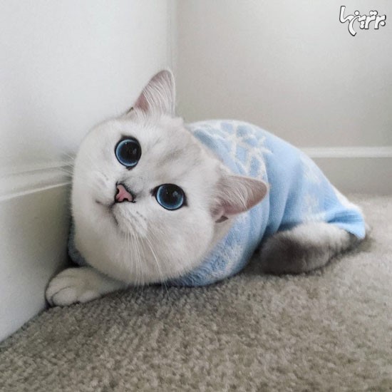 این گربه زیباترین چشمان دنیا را دارد!