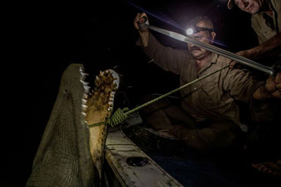 مشاهدات یک عکاس از پرورش و شکار کروکودیل آب شور