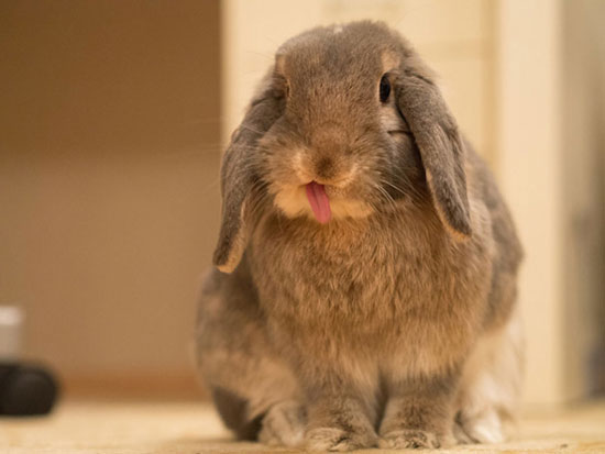 خرگوش های زبون دراز! +عکس