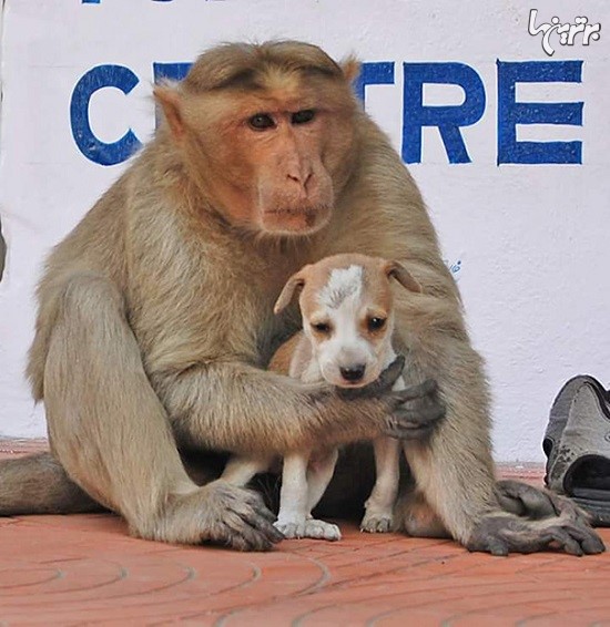 میمونی که یک سگ را به فرزندخواندگی گرفت