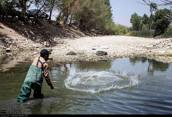 نجات ماهیان گرفتار در جنوب رودخانه زاینده رود
