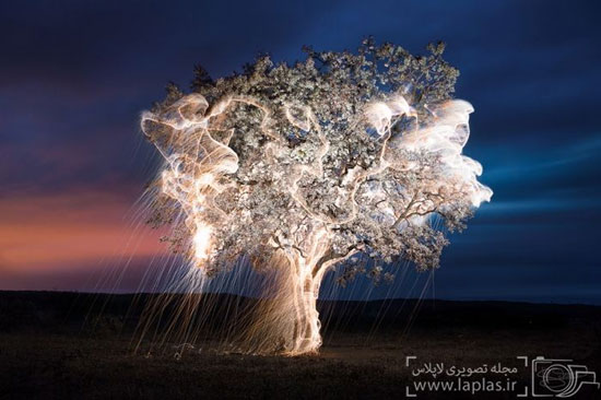 درختانی که نور می بارند! +عکس