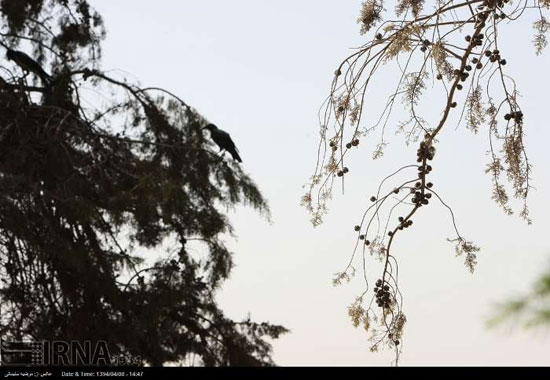 عکس: پاییز زودرس در تهران