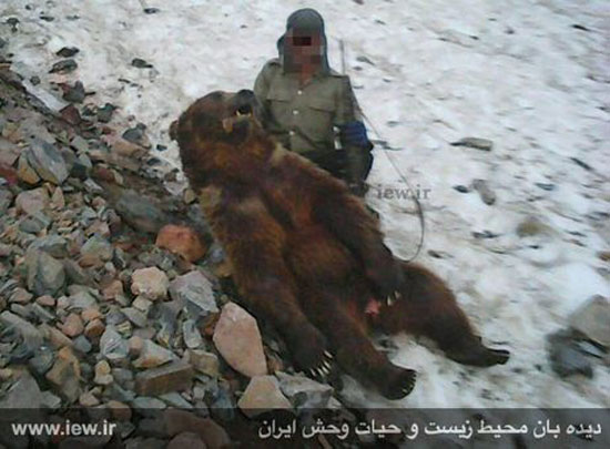 تصاویری از قصابی یک خرس در کلاردشت