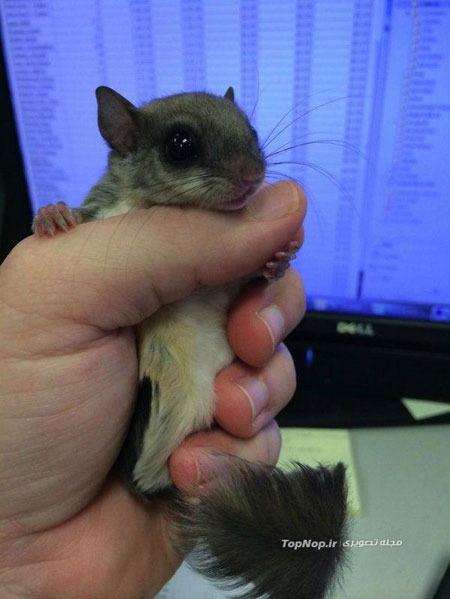 سنجابی که از مرگ نجات یافت +عکس