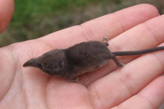 کوچکترین پستانداران جهان