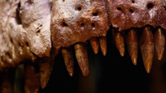 دایناسورها هم دندان شیری داشته اند!