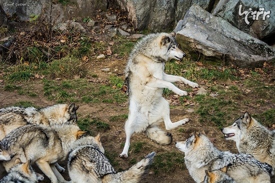 برندگان رقابت عکاسی کمدی حیوانات خانگی