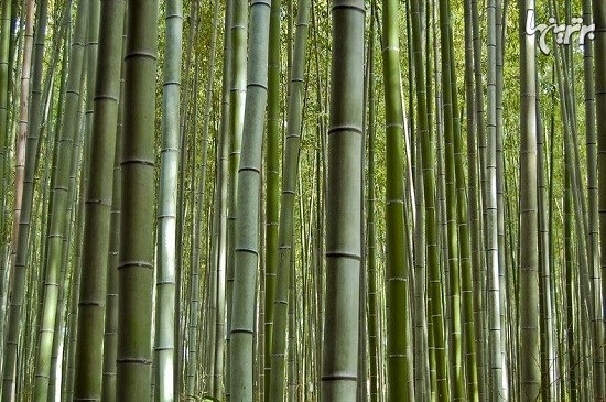 جنگل زیبای ساگانو در کیوتو که باید ببینید و بشنوید