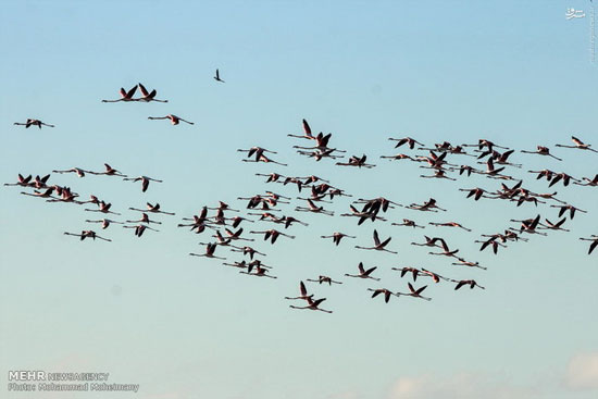 کوچ زمستانی هزاران پرنده مهاجر +عکس