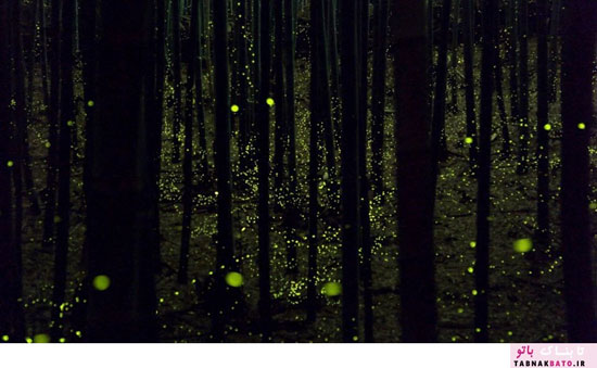 جنگل سحرآمیز کرم های شب تاب در ژاپن