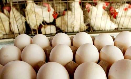 منتظر مرغ ۸۰ و تخم‌مرغ ۱۱۰هزار تومانی باشیم؟