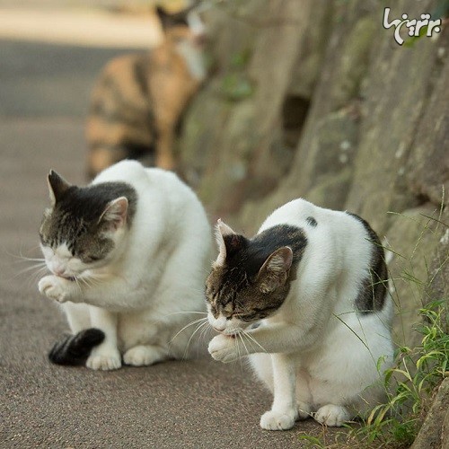 تصاویر بامزه از گربه های ولگرد توکیو