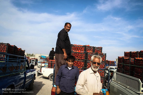 عکس: اینجا گوجه فرنگی کیلویی 100 تومان!