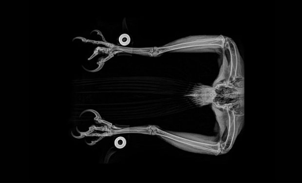 مجموعه‌ای حیرت‌انگیز از تصاویر اشعه ایکس حیوانات