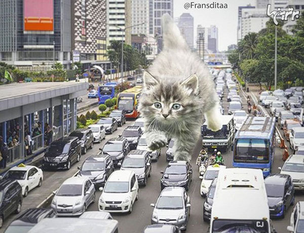 گربه‌های غول پیکر در خیابان‌های شهر