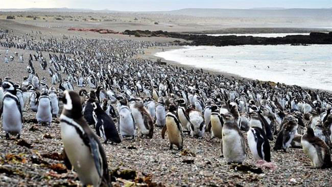 بزرگ‌ ترین اجتماع ساحلی پنگوئن‌های ماژلان در آرژانتین