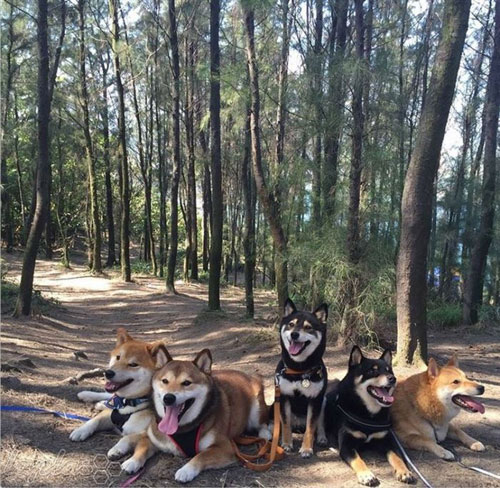 یک خانواده شاد سگی! +عکس