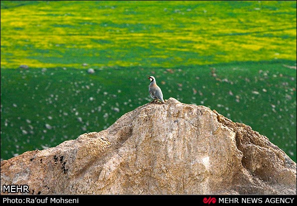 عکس؛ طبیعت دامنه های سبلان