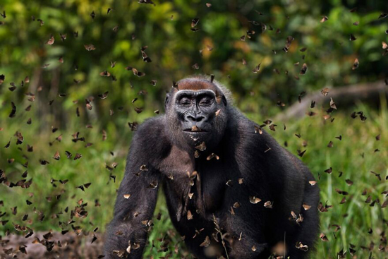 عکس‌های برتر جایزه محافظت از حیات وحش
