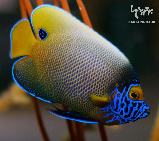 زیباترین گونه های ماهی در جهان +عکس