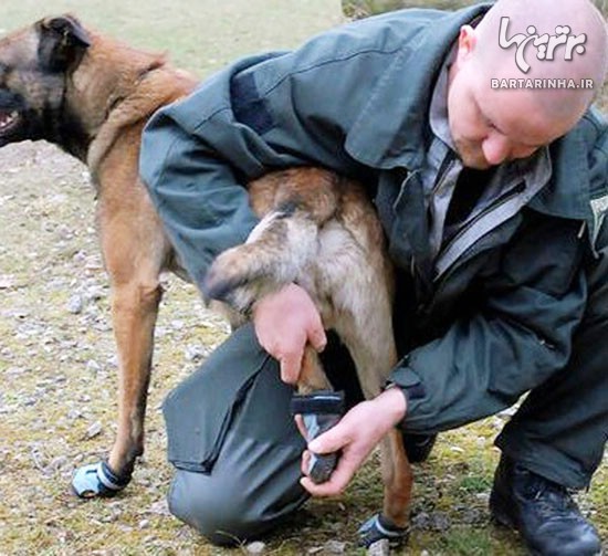 کفش ویژه برای سگ های پلیس! +عکس
