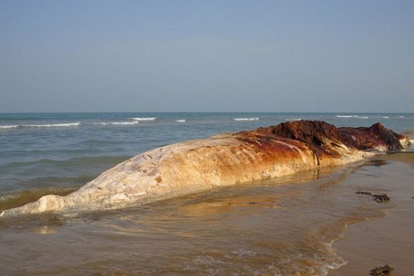 کشف لاشه یک نهنگ بزرگ‌جثه در ساحل بوشهر