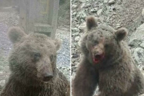ماجرای جانگداز کشتن یک خرس در سوادکوه